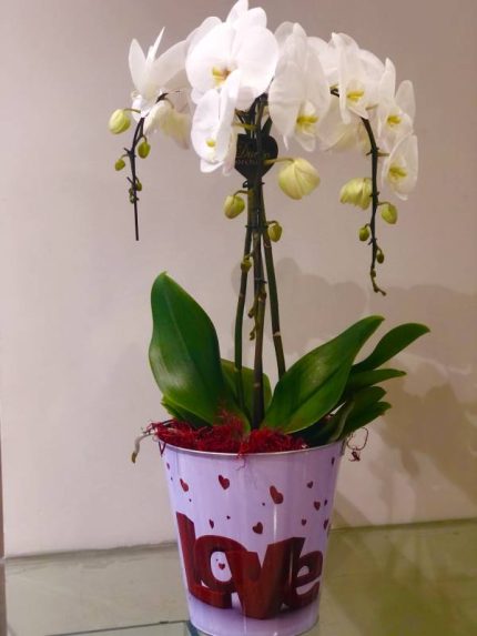 Orchids Phalenopsis Μεγάλη