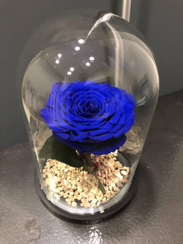 Forever Roses Τριαντάφυλλο που Ζει για Πάντα - Μπλε