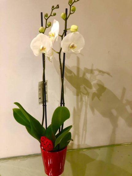 Orchids Phalenopsis Διπλή