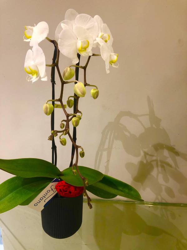 Orchids Phalenopsis Διπλή Κυκλική