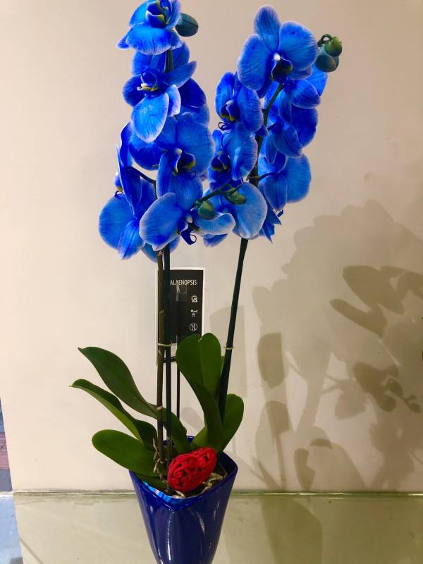 Orchids Phalenopsis Διπλή Μπλε