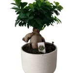 Ficus Bonsai