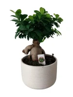 Ficus Bonsai