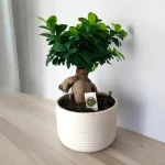 Ficus Bonsai