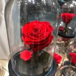 Forever Roses Κόκκινο Μεσαίο