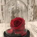 Forever Roses Μπορντό-Μικρό