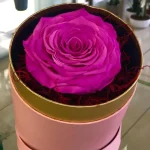 Forever Roses Φούξια