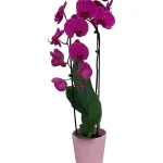 Oρχιδέα Phalaenopsis Μοβ