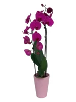 Oρχιδέα Phalaenopsis Μοβ