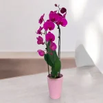 Oρχιδέα Phalaenopsis Μοβ