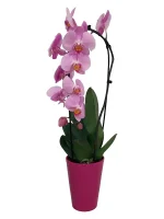 Oρχιδέα Phalaenopsis Ροζ