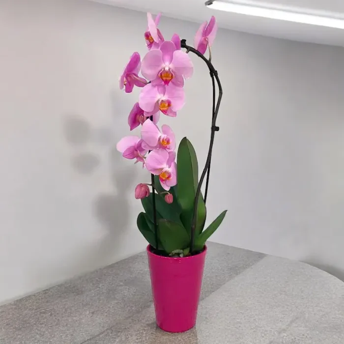 Oρχιδέα Phalaenopsis Ροζ