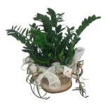 Zamioculcas Φυτό