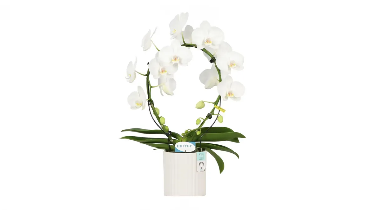 Ορχιδέα Phalenopsis Κύκλος Λευκή