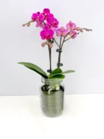 Φυτό Ορχιδέα Μίνι Phalaenopsis Φούξια Δίκλωνη