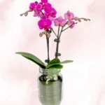 Φυτό Ορχιδέα Μίνι Phalaenopsis Φούξια Δίκλωνη