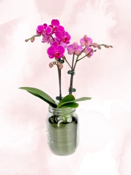 Φυτό Ορχιδέα Μίνι Phalaenopsis Φούξια Δίκλωνη