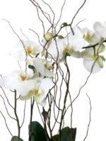 Φυτό Ορχιδέα Phalaenopsis Λευκή Δίκλωνη