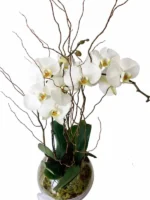 Φυτό Ορχιδέα Phalaenopsis Λευκή Δίκλωνη