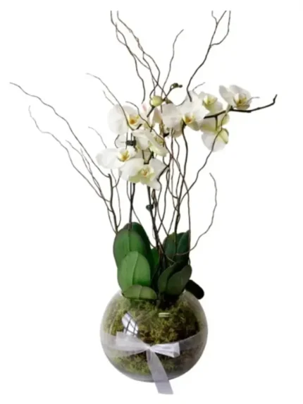 Φυτό Ορχιδέα Phalaenopsis Λευκή Δίκλωνη