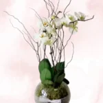 Φυτό Ορχιδέα Phalaenopsis Λευκή Δίκλωνη