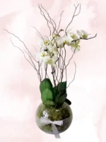 Φυτό Ορχιδέα Phalaenopsis Λευκή Δίκλωνη