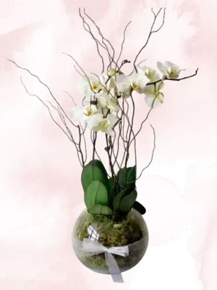 Φυτό Ορχιδέα Phalaenopsis Λευκή Δίκλωνη