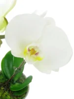 Ορχιδέα Μίνι Phalaenopsis Λευκή