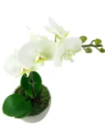 Ορχιδέα Μίνι Phalaenopsis Λευκή