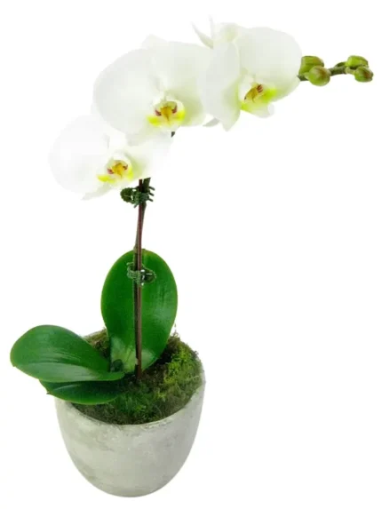 Ορχιδέα Μίνι Phalaenopsis Λευκή