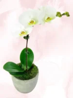 Ορχιδέα Μίνι Phalaenopsis Λευκή