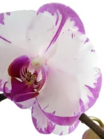 Ορχιδέες Μίνι Phalaenopsis Δίχρωμη