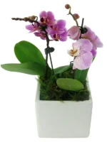 Ορχιδέες Μίνι Phalaenopsis Διπλή