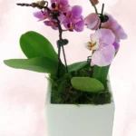Ορχιδέες Μίνι Phalaenopsis Διπλή