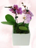 Ορχιδέες Μίνι Phalaenopsis Διπλή