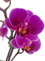 Ορχιδέες Μίνι Phalaenopsis Μωβ