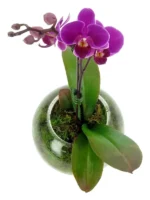 Ορχιδέες Μίνι Phalaenopsis Μωβ