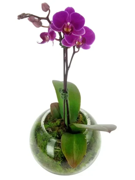 Ορχιδέες Μίνι Phalaenopsis Μωβ