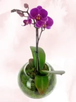 Ορχιδέες Μίνι Phalaenopsis Μωβ