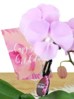 Ορχιδέες Μίνι Phalaenopsis Ροζ Απαλό