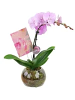 Ορχιδέες Μίνι Phalaenopsis Ροζ Απαλό