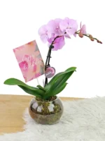 Ορχιδέες Μίνι Phalaenopsis Ροζ Απαλό