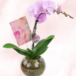 Ορχιδέες Μίνι Phalaenopsis Ροζ Απαλό