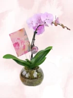 Ορχιδέες Μίνι Phalaenopsis Ροζ Απαλό