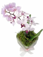 Ορχιδέες Μίνι Phalaenopsis Ροζ Δίχρωμο