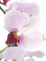 Ορχιδέες Μίνι Phalaenopsis Ροζ Δίχρωμο