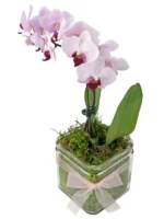 Ορχιδέες Μίνι Phalaenopsis Ροζ Δίχρωμο