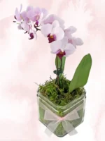 Ορχιδέες Μίνι Phalaenopsis Ροζ Δίχρωμο