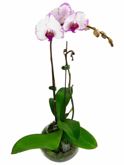 Ορχιδέες Μίνι Phalaenopsis Δίχρωμη