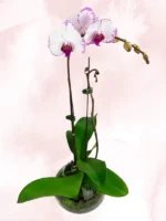 Ορχιδέες Μίνι Phalaenopsis Δίχρωμη